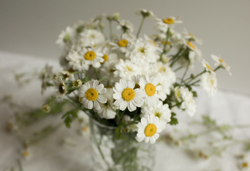 daisy